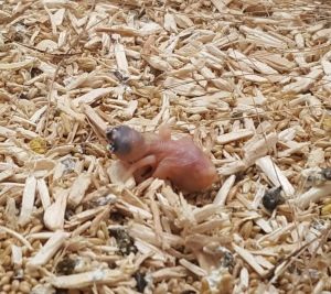 Bonus - Guide identification couple gould