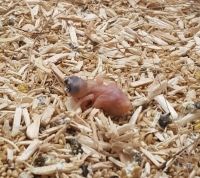 Bonus - Guide identification couple gould