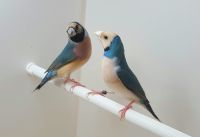 Partie 1- Une Introduction sur le Diamant De Gould
