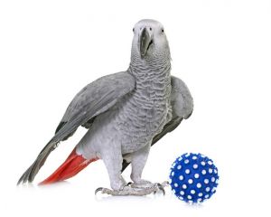 Les jeux pour perroquet