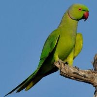 Couple Perruche Splendide