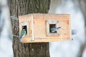 Comment fabrique-t-on une mangeoire ou un abreuvoir pour oiseaux ?