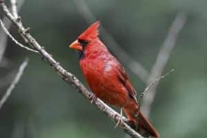 LE CARDINAL ROUGE OU CARDINAL DE VIRGINIE